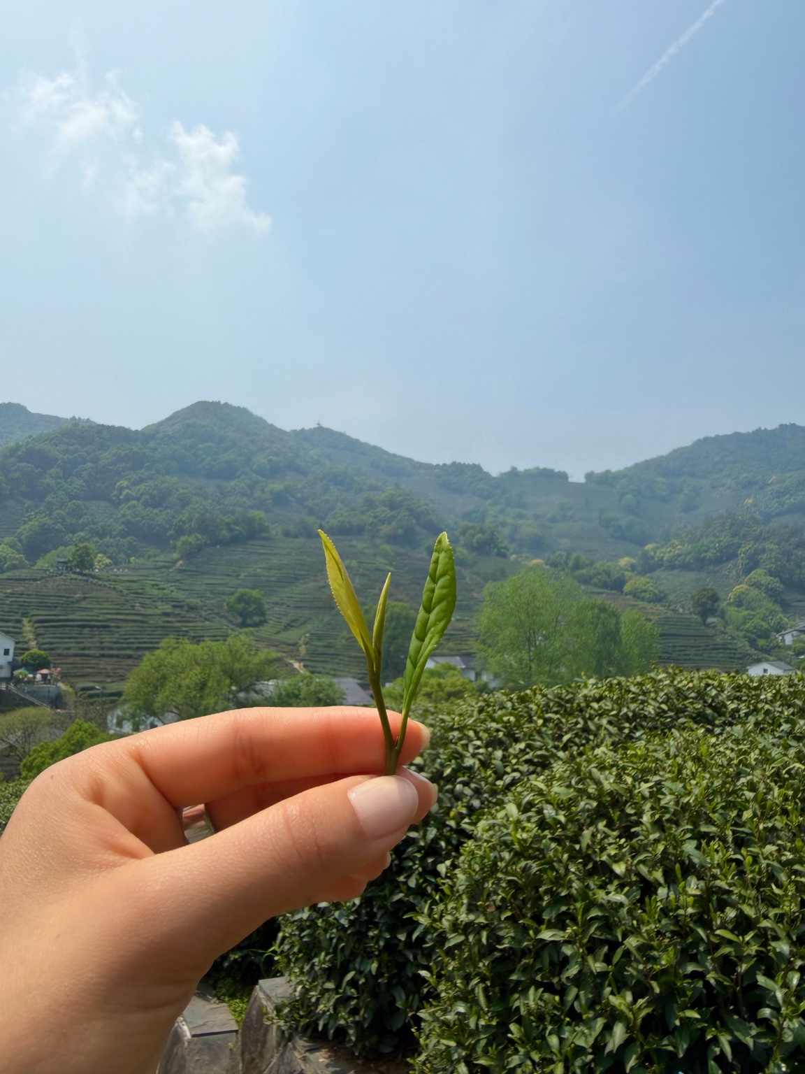 Aileen holding two tea leaves and a bud overlooking tea fields in China